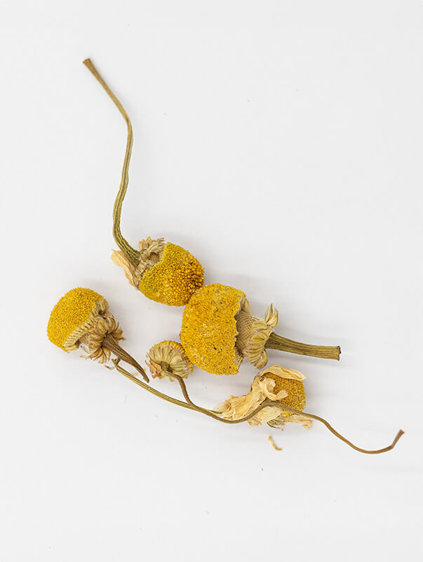 Herbal